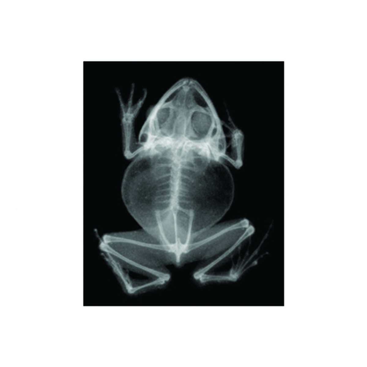 Roylco Animal X-Rays