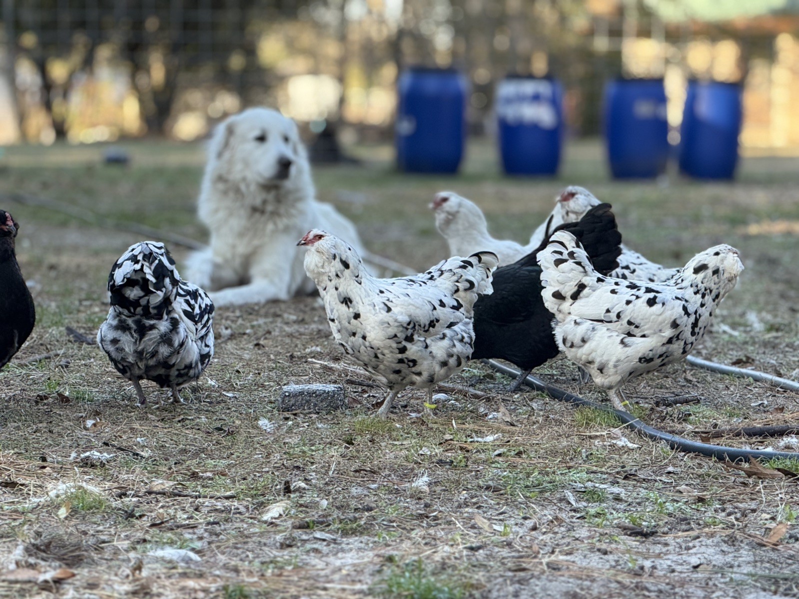 Ermine/Black/White Ameraucana 12+ Fertile Hatching Eggs Pet Quality