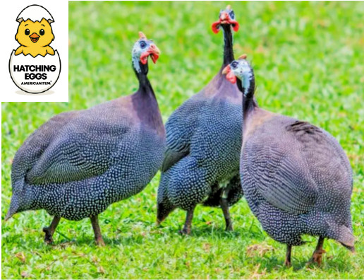 10 FRESH FERTILE GUINEA BIRD FOWL HATCHING EGGS READY USPS PRIORITY SHIP NPIP #
