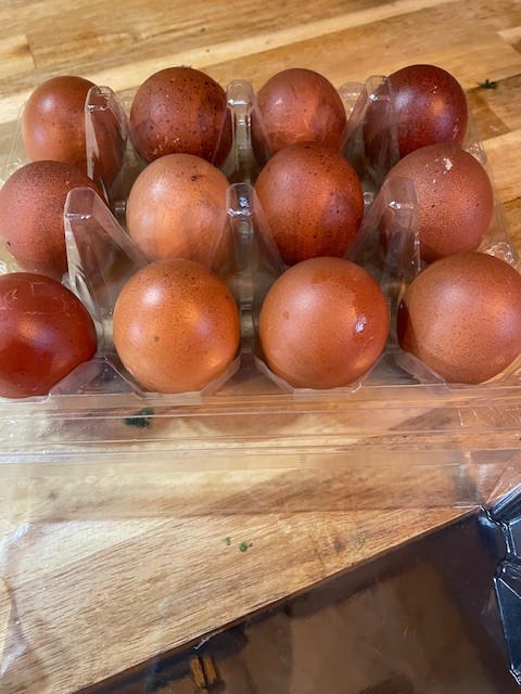 12 French Copper Maran Chicken Hatching Eggs