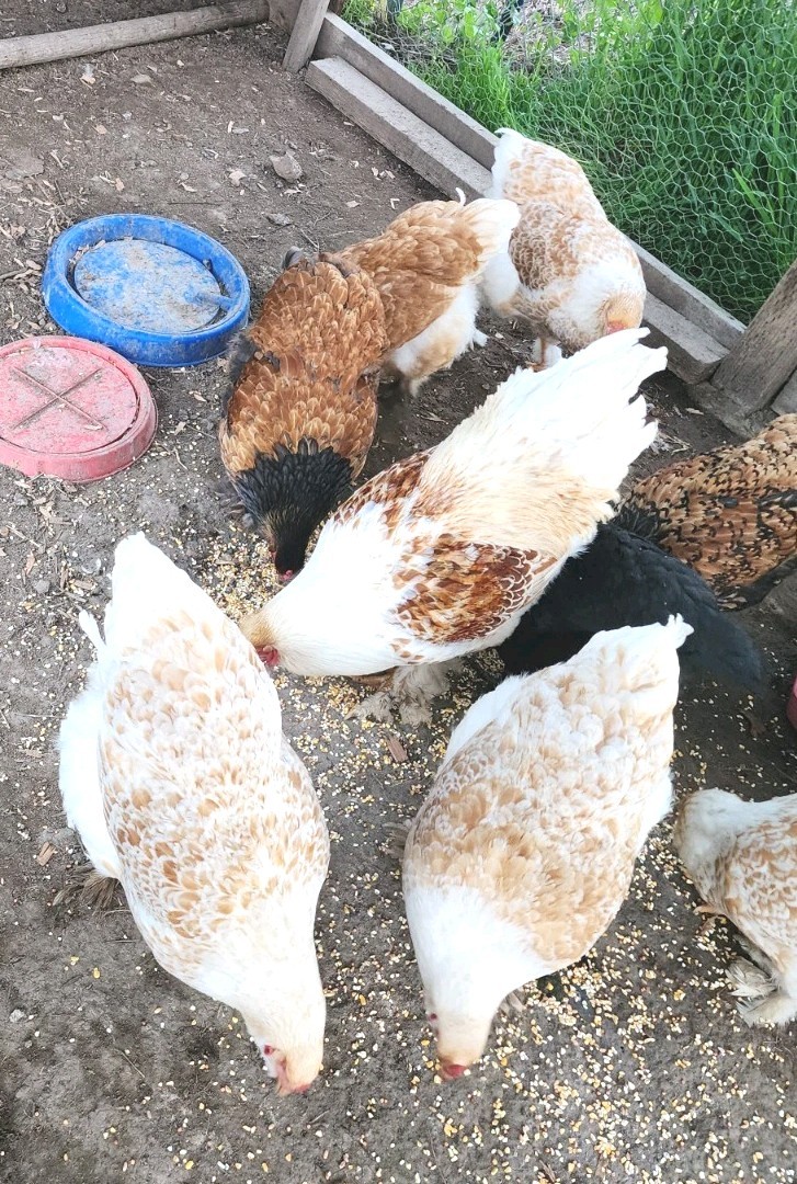 8+ Beautiful Buff Laced Brahma Hatching Eggs