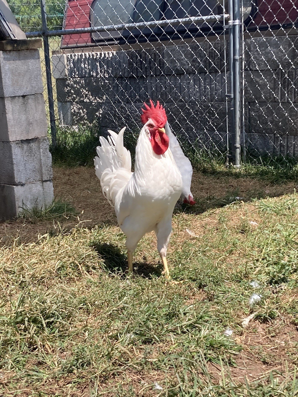 Purebred White Leghorn Hatching Eggs, Novogen Production Line, EXC Fertility!