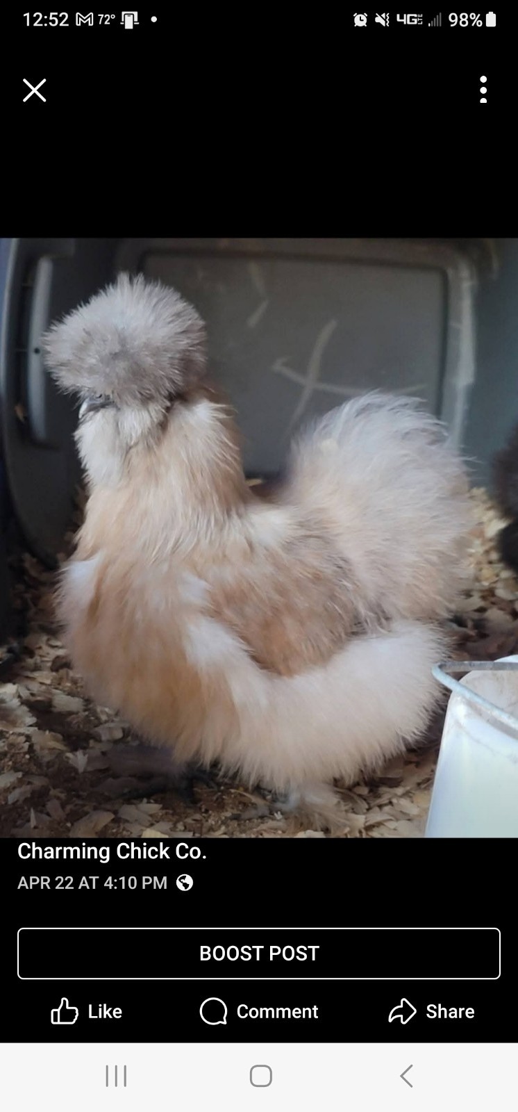 6+ Bearded Silkie Hatching Eggs