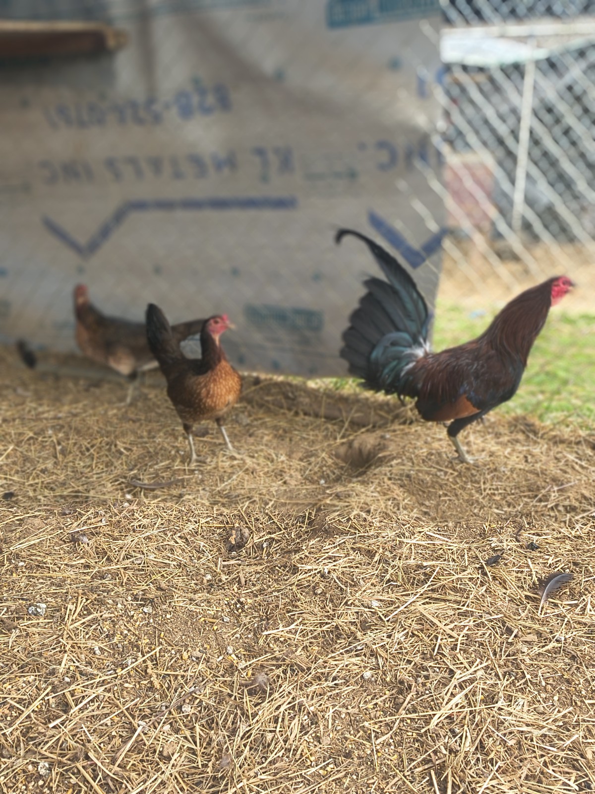 6  Penny Pure Hatching Eggs