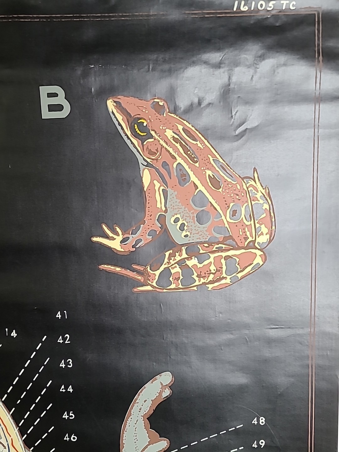 1938 Turtox Products Pull Down Anatomy Chart FROG Chicago USA 30" X 40" GUC
