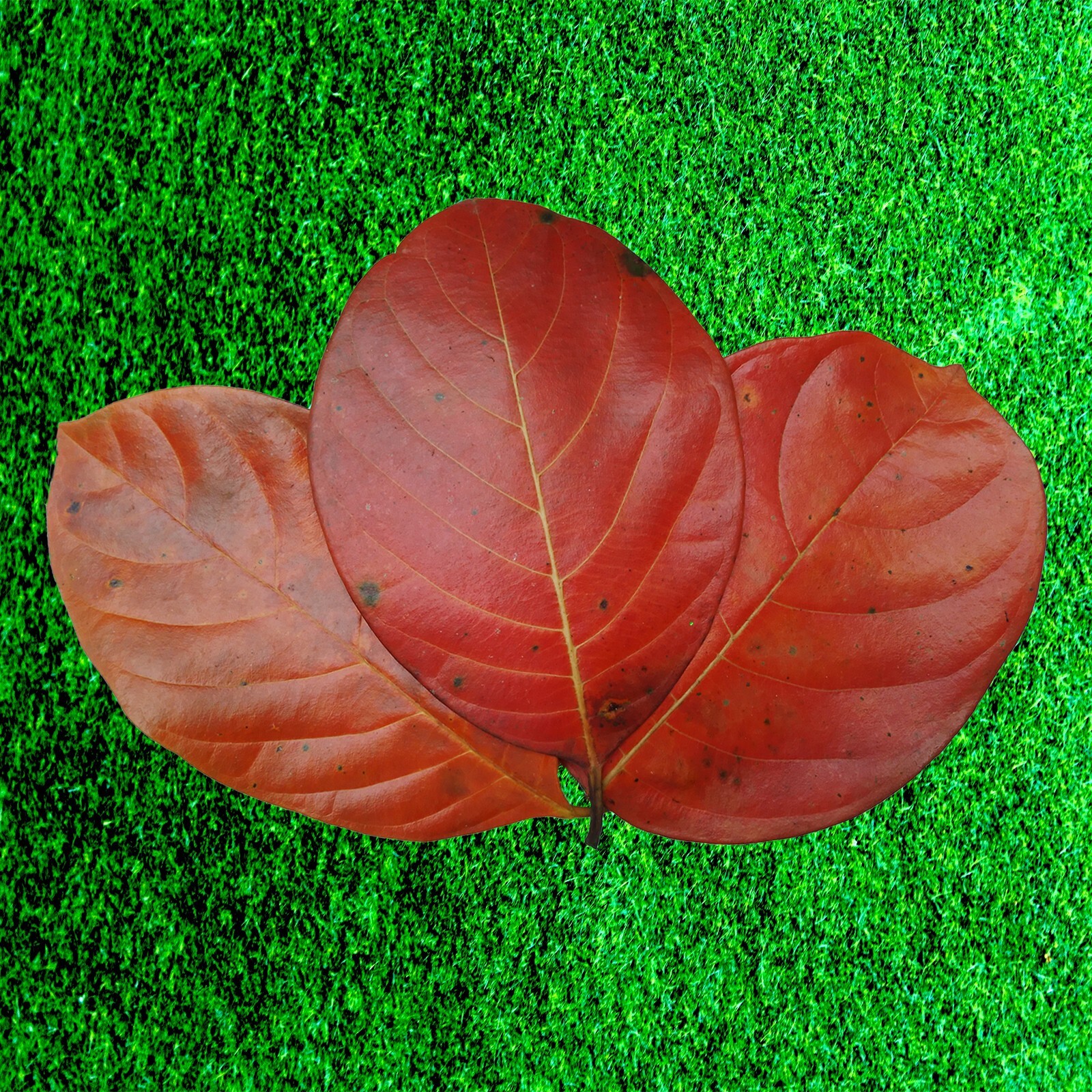Dried Jack Fruit Leaves 60 Pcs Organic Bio Film Shrimp Aquarium Ceylon Natural