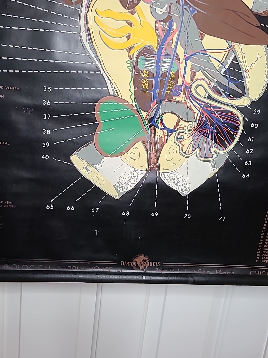 1938 Turtox Products Pull Down Anatomy Chart FROG Chicago USA 30" X 40" GUC