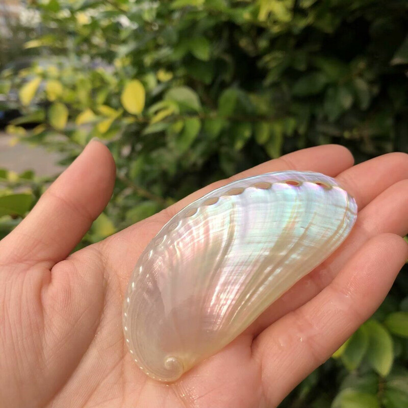 1X Aquarium Natural Abalone Shell Ornament Fish Tank Landscape Snail Shell Decor
