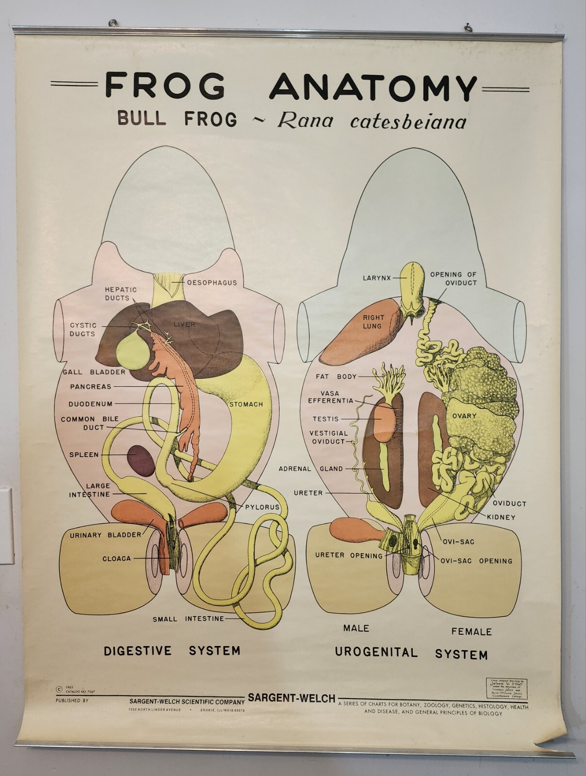 Vintage 1963 Sargent-Welch Bull Frog Anatomy Chart 48"x36" Zoology Biology FLAWS