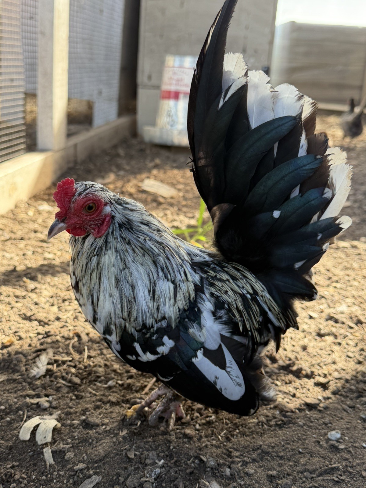 8 Kikiriki Hatching eggs NPIP/AI and PT Clean