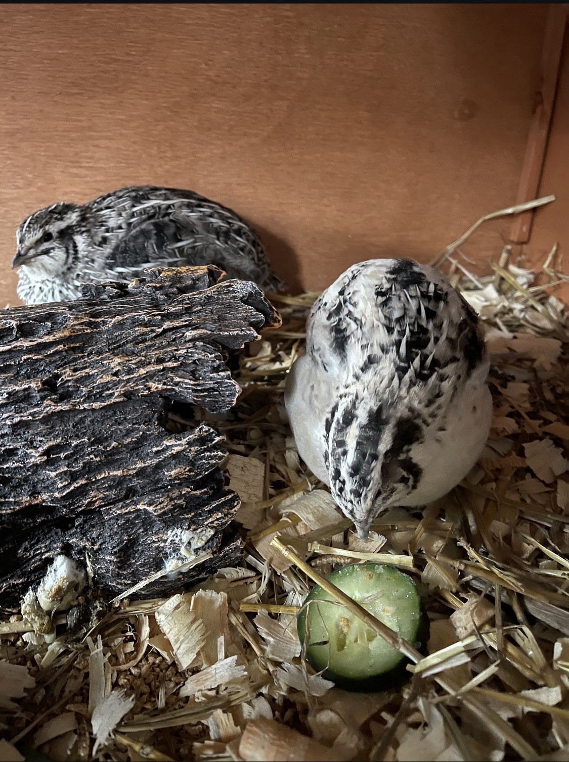 18 Assorted Coturnix Quail Hatching Eggs | Mixed Colors | Foam Packed