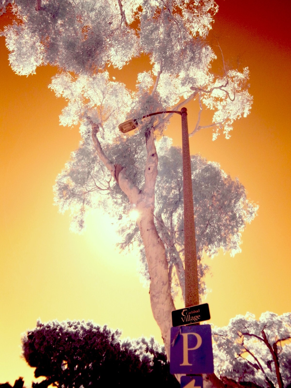 Infrared converted Camera Nikon D70 Full Spectrum