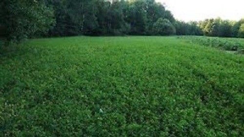 1 Lbs WHITETAIL DEER CLOVER Seed Mix Ladino,Red,Crimson Clovers,Alfalfa,Chicory