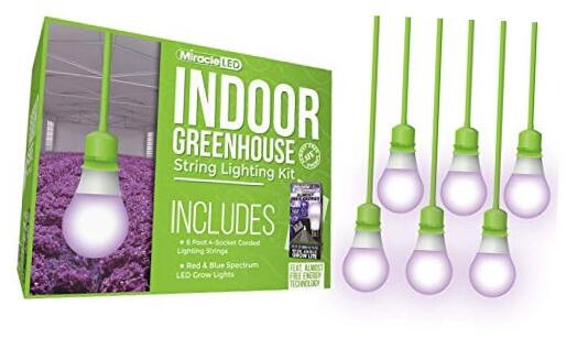 Single-Socket 6ft AFE Corded Indoor 6 Count (Pack of 1) Red & Blue Spectrum