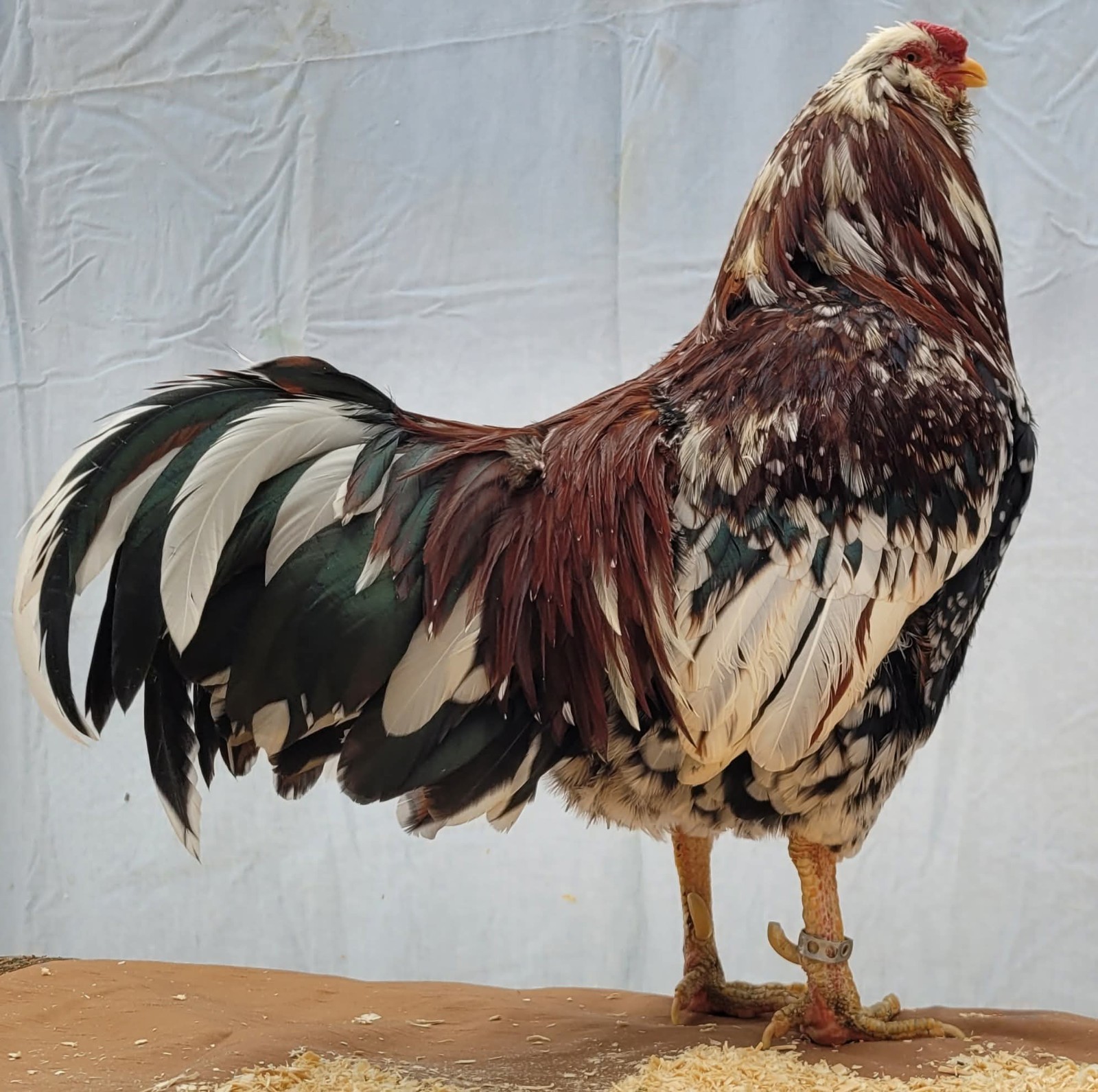 6 Russian Orloff Htching Eggs Npip