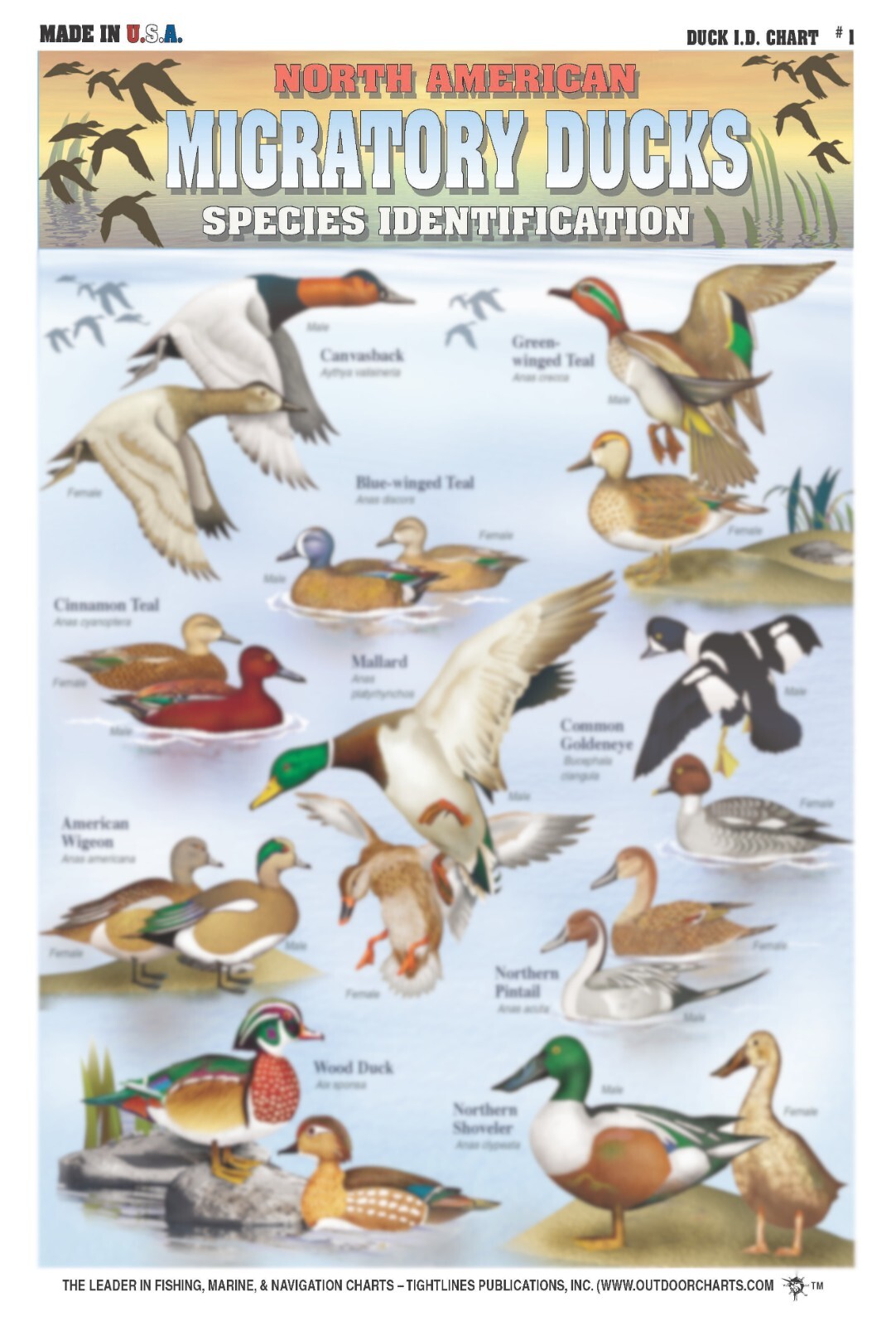 North American Duck & Geese Identification Set - Waterproof Quick Reference