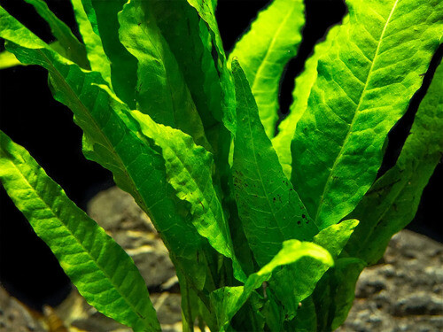 BUY 2 GET 1 FREE Java Fern on HALF Mat Live Aquarium Plants