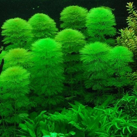Green Cabomba Live Fish Tank Plants Aquarium Plants BUY 2 Get 1 FREE