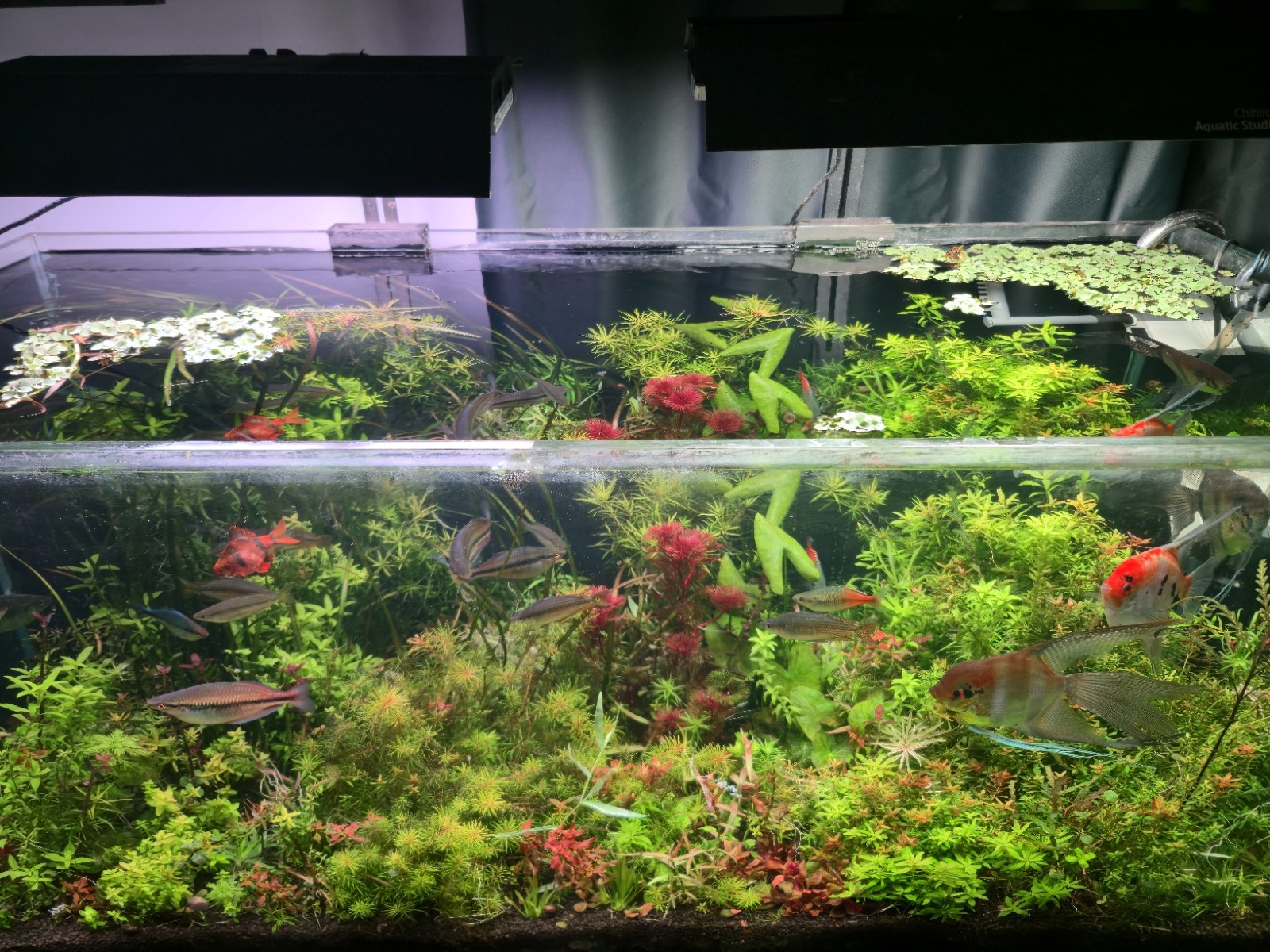 Purple Cabomba 5x Stems
