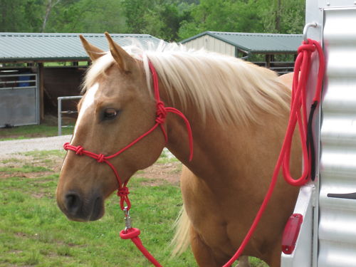 THOMEY NATURAL HORSE TRAINING~4 KNOT HALTER~ RED DRAFT SIZE ONLY