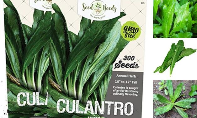 , Culantro Seeds for Planting (Eryngium foetidum) Twin Pack of 300 Seeds Each