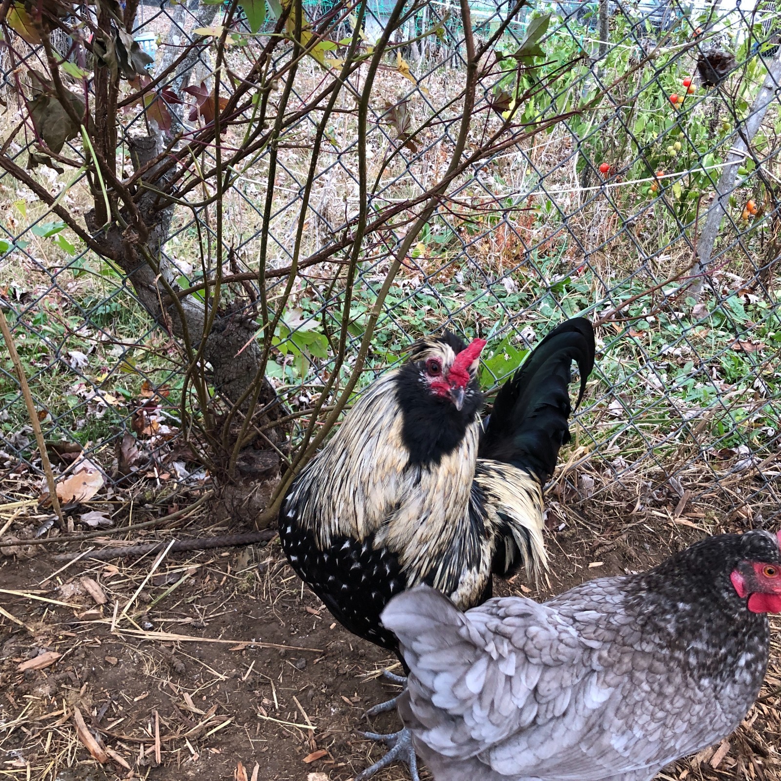 11+ Fertile Chicken Hatching Eggs BarnyardMix/Crested/Easter/Rare Breed Possible
