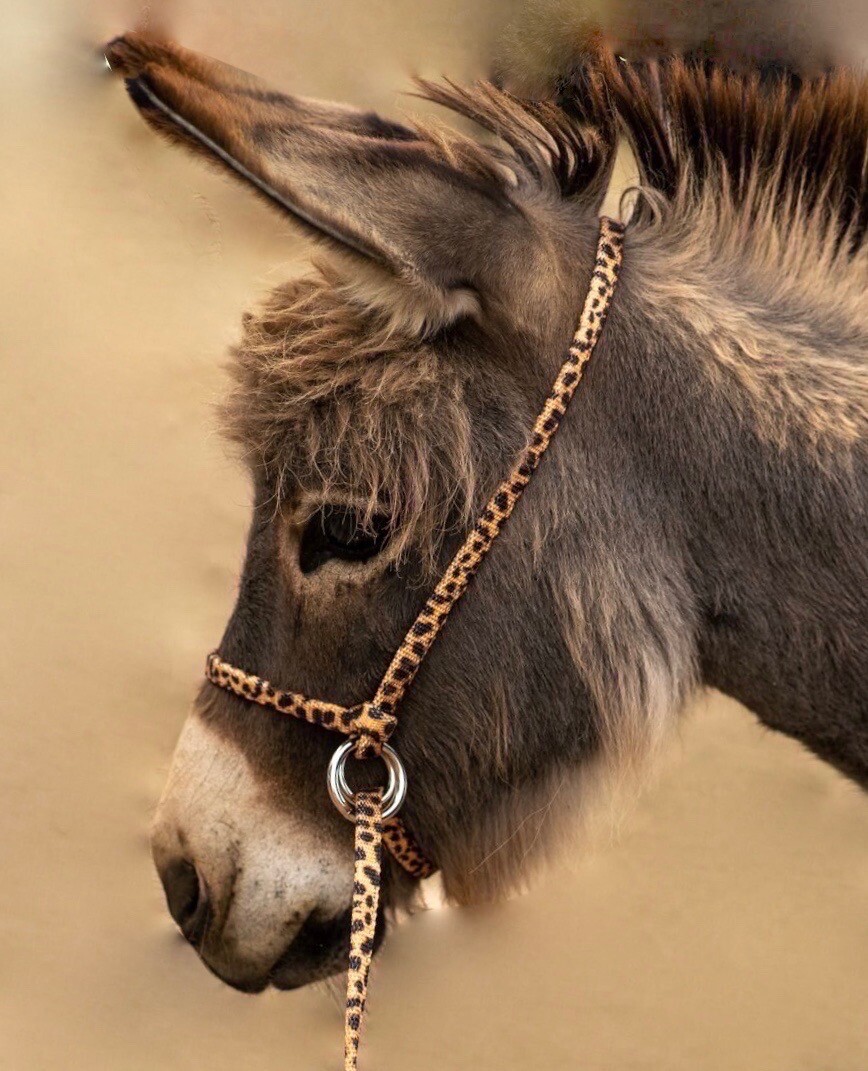 Halter All EXTRA SMALL Miniature Donkey Mule Adjustable Slip Lead PATTERN USA