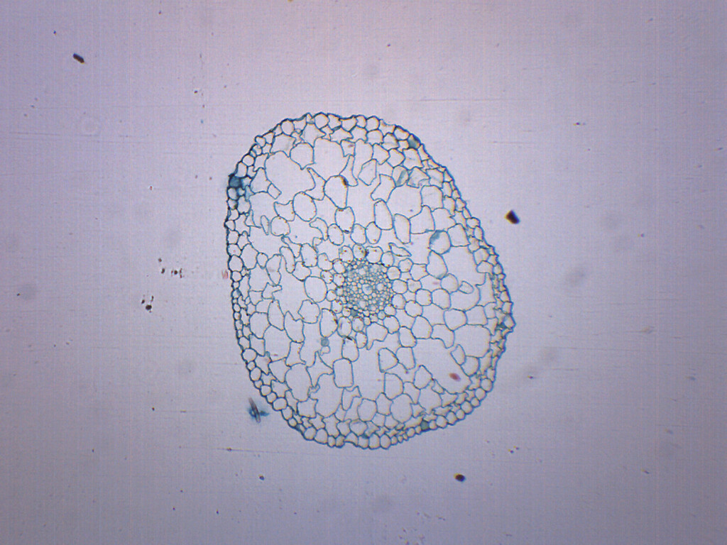 Elodea Stem - Prepared Microscope Slide - 75x25mm - Eisco Labs