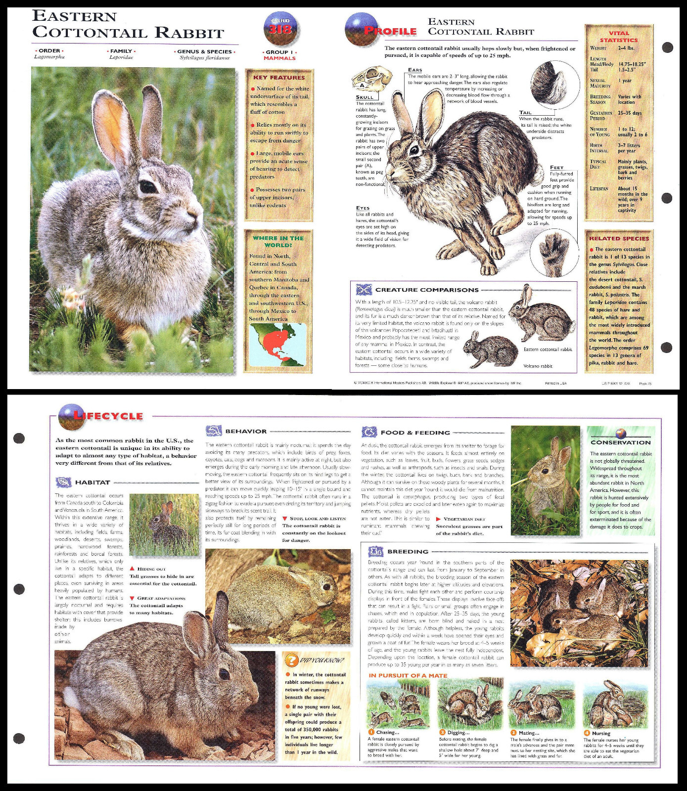 Fold-Out Sheet - Eastern Cottontail Rabbit - 318