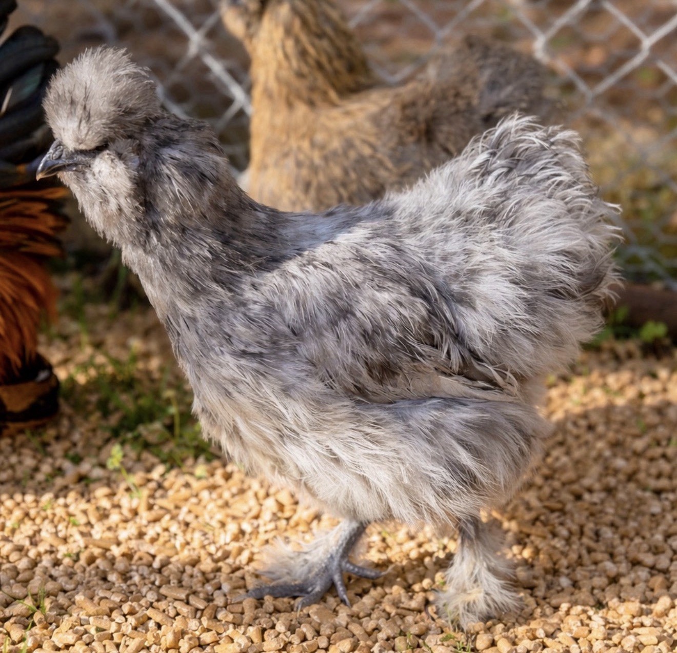 Hens choice- assorted bantam hatching eggs