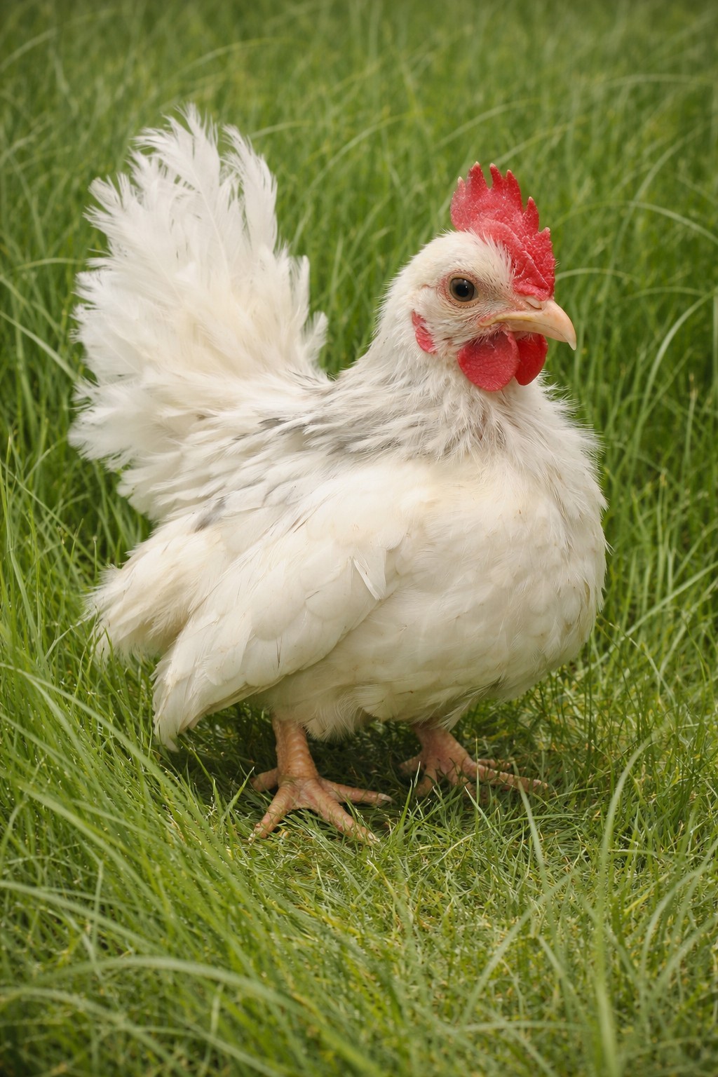 Special Order For ***marbre_5386*** ONLY Pure Serama Hatching Eggs 5 Plus Extra