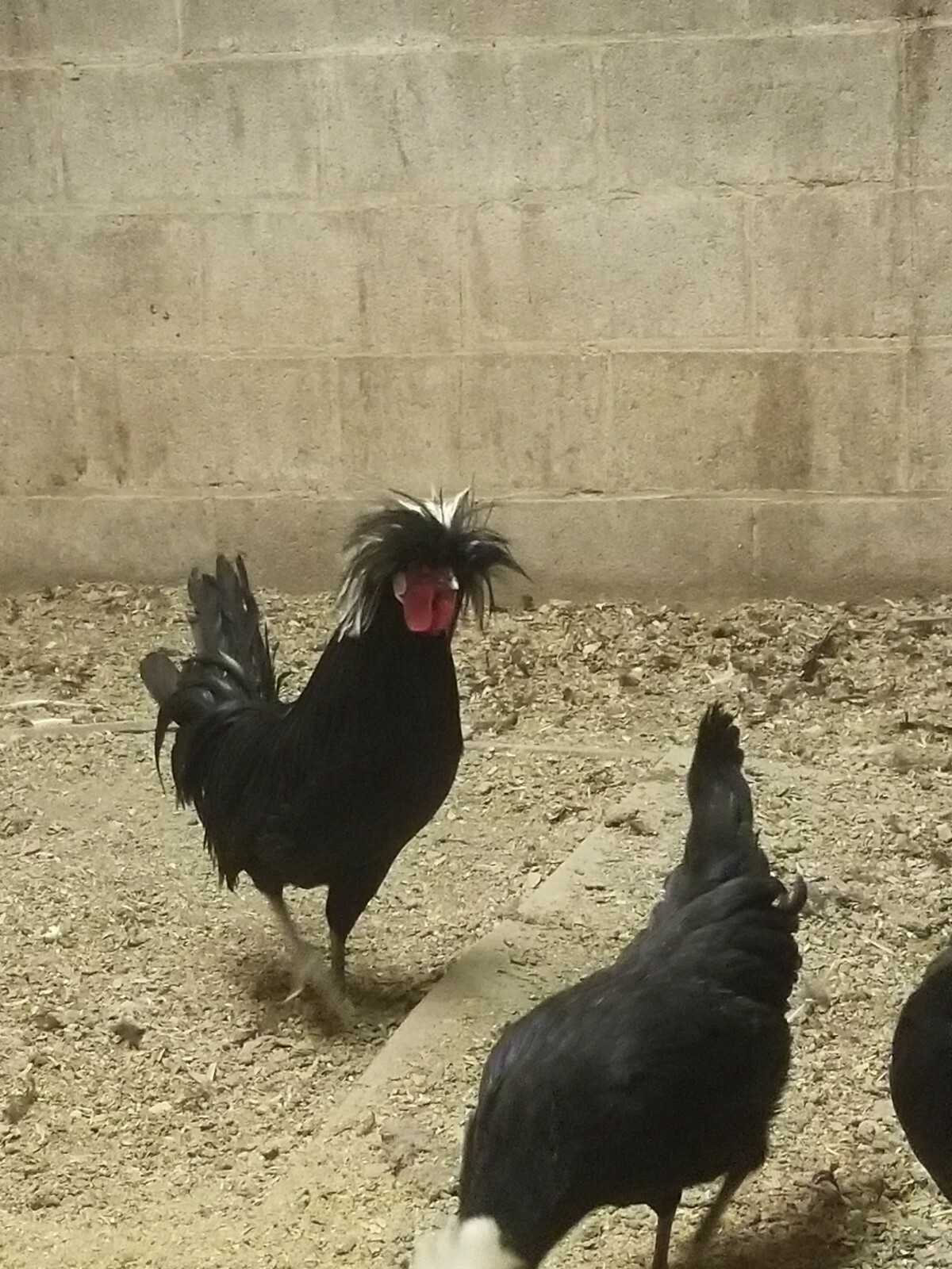 DOZEN White Crested Black Polish Hatching Eggs - Chicken