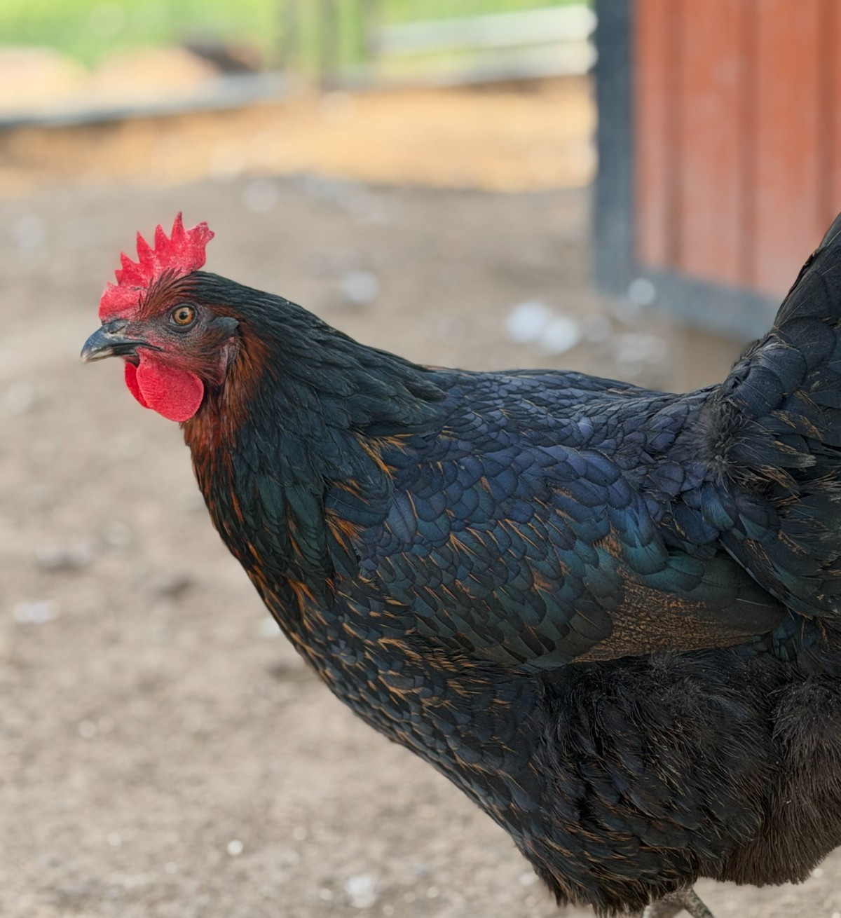 12 (+2 Extra) Easter - Olive Egger RAINBOW Chicken Hatching Eggs Mix Speckled