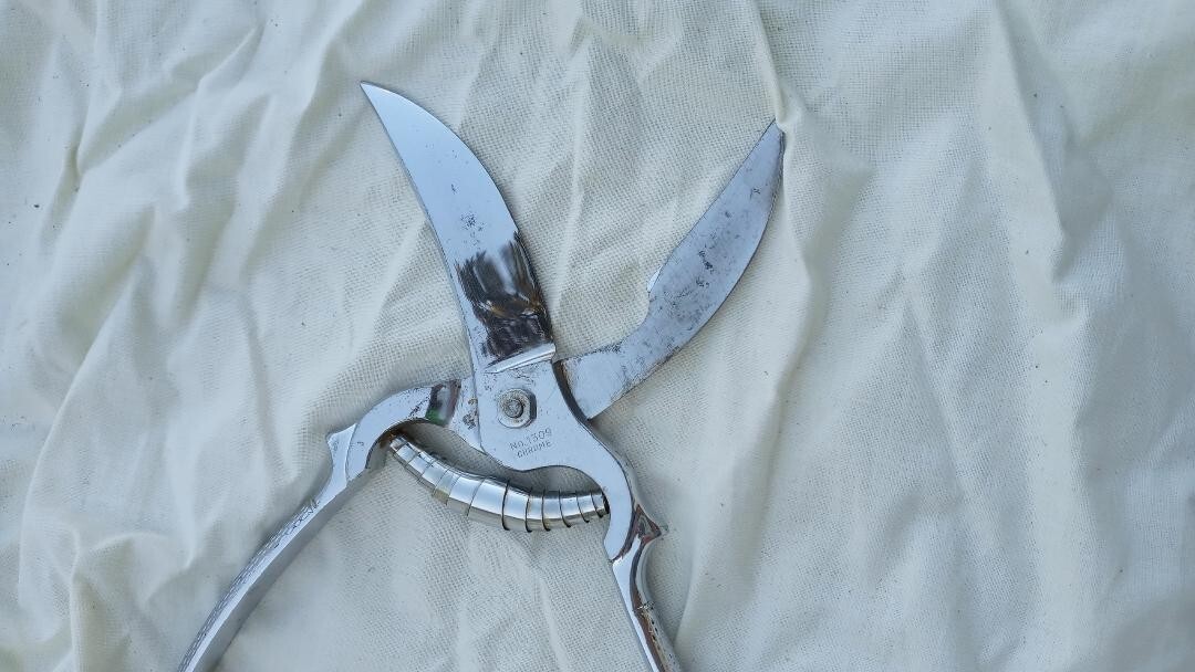 Wiss Germany #1309 Chrome Poultry Shears with Toggle Lock 9"