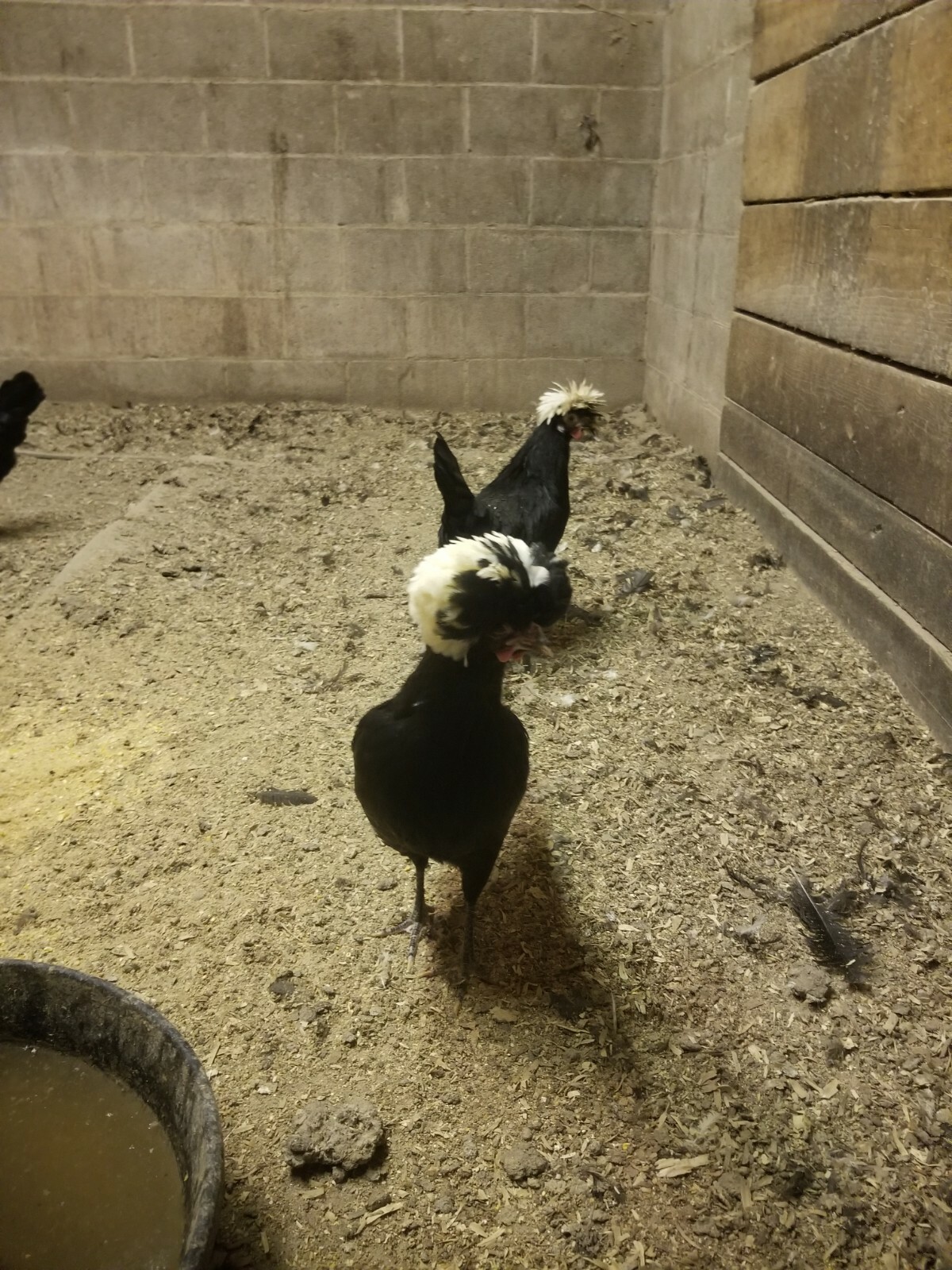 DOZEN White Crested Black Polish Hatching Eggs - Chicken