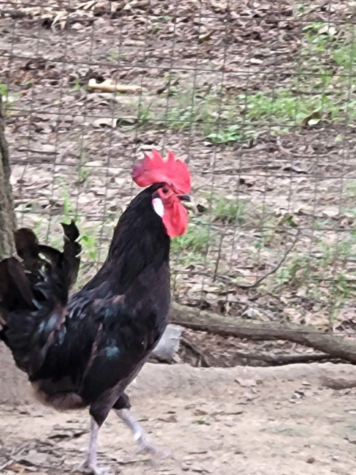 6 Rare Black Penedesenca Hatching Eggs