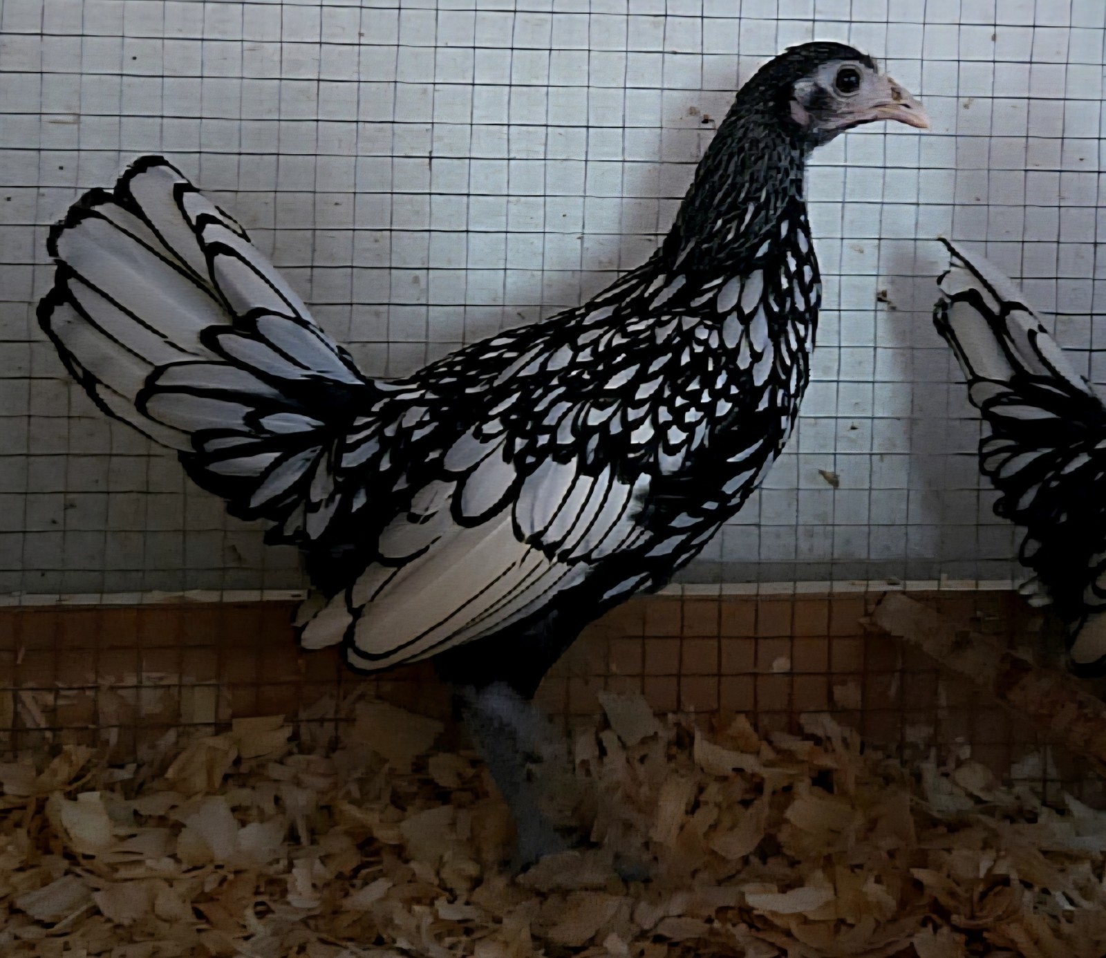 Silver Sebright Hatching Eggs (6) NPIP Certified Farm