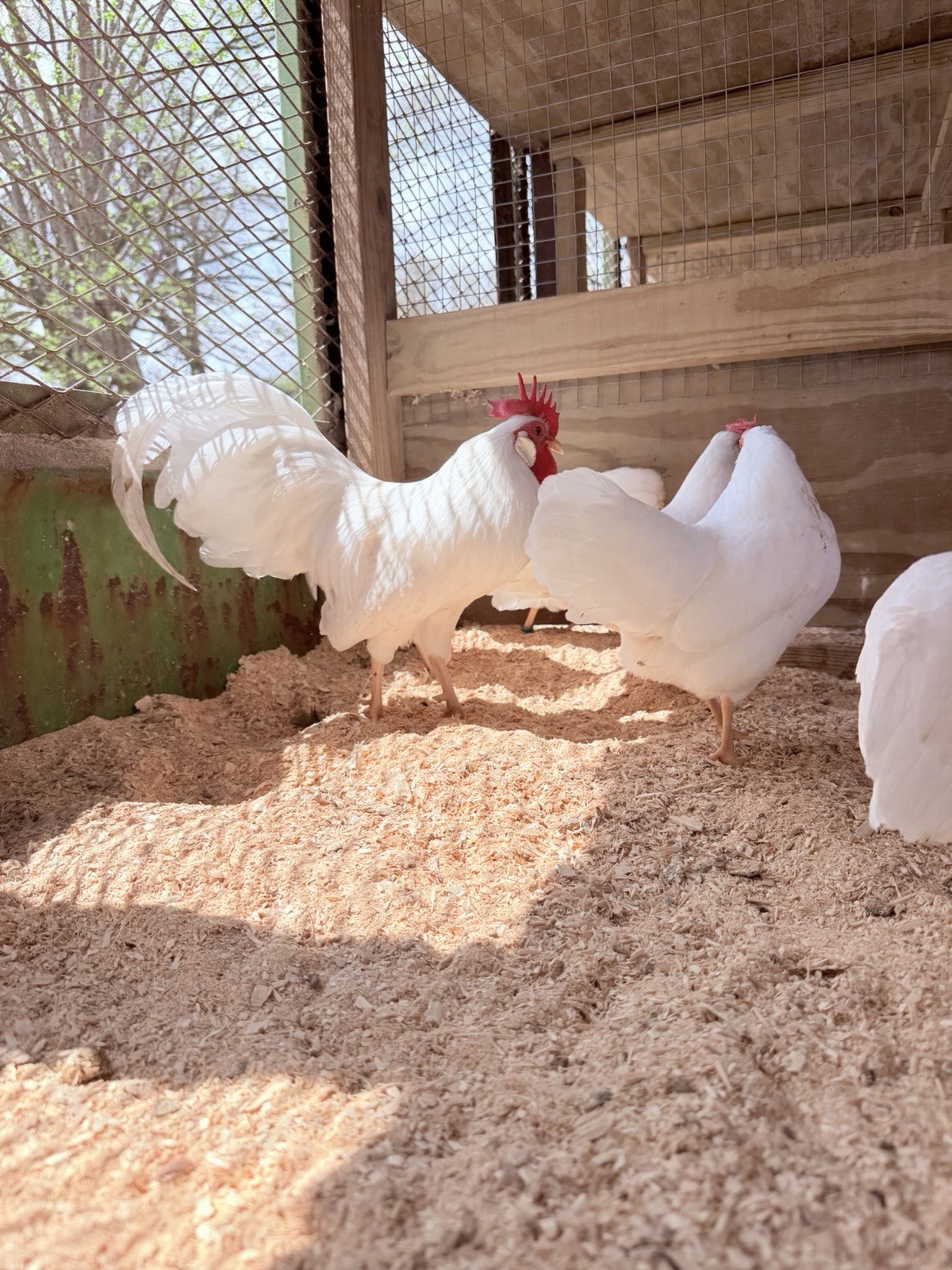 12+ Bantam White Leghorn Hatching Eggs - Show Quality
