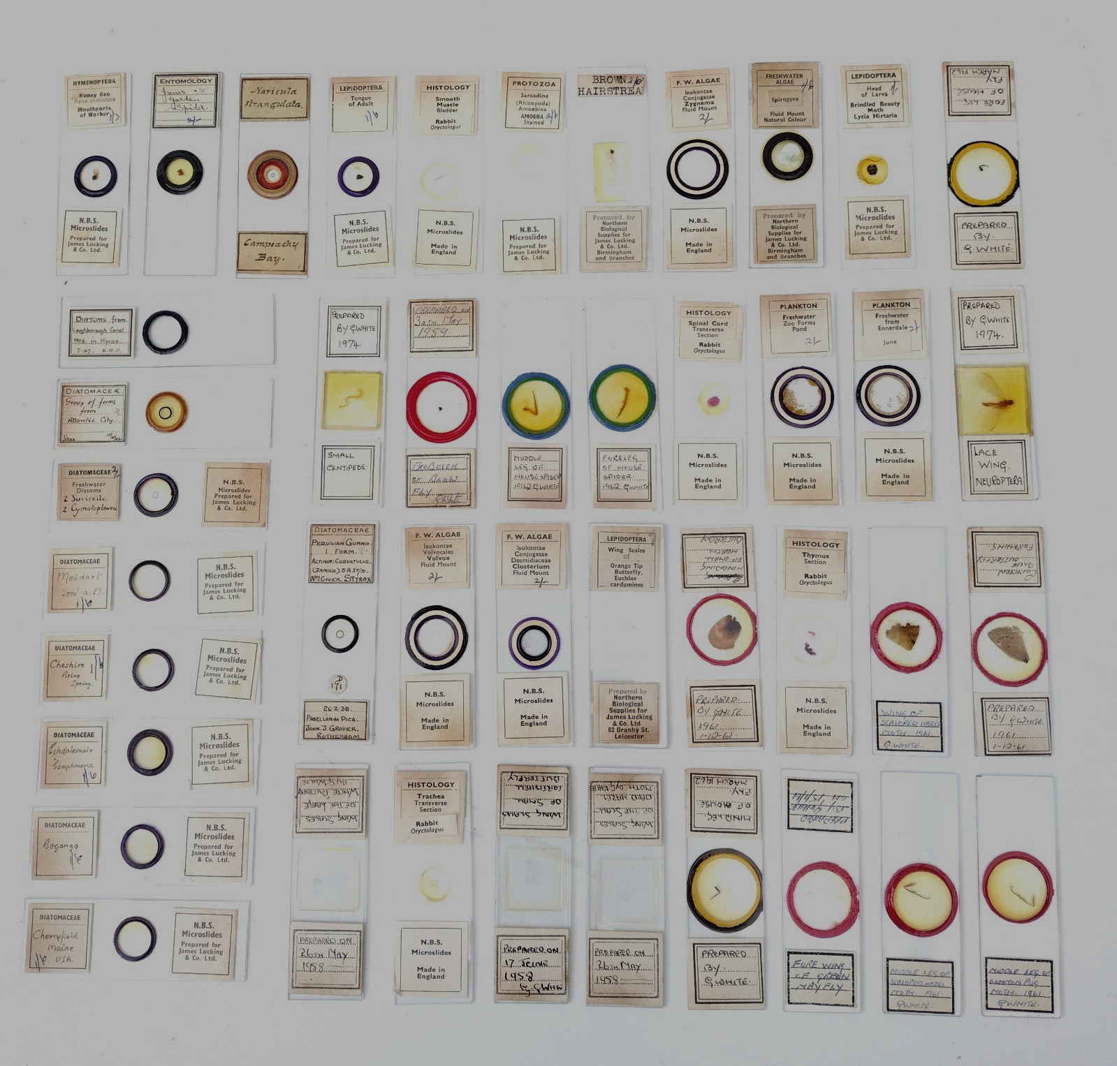 Microscope slides: petrology, histology, entomology etc