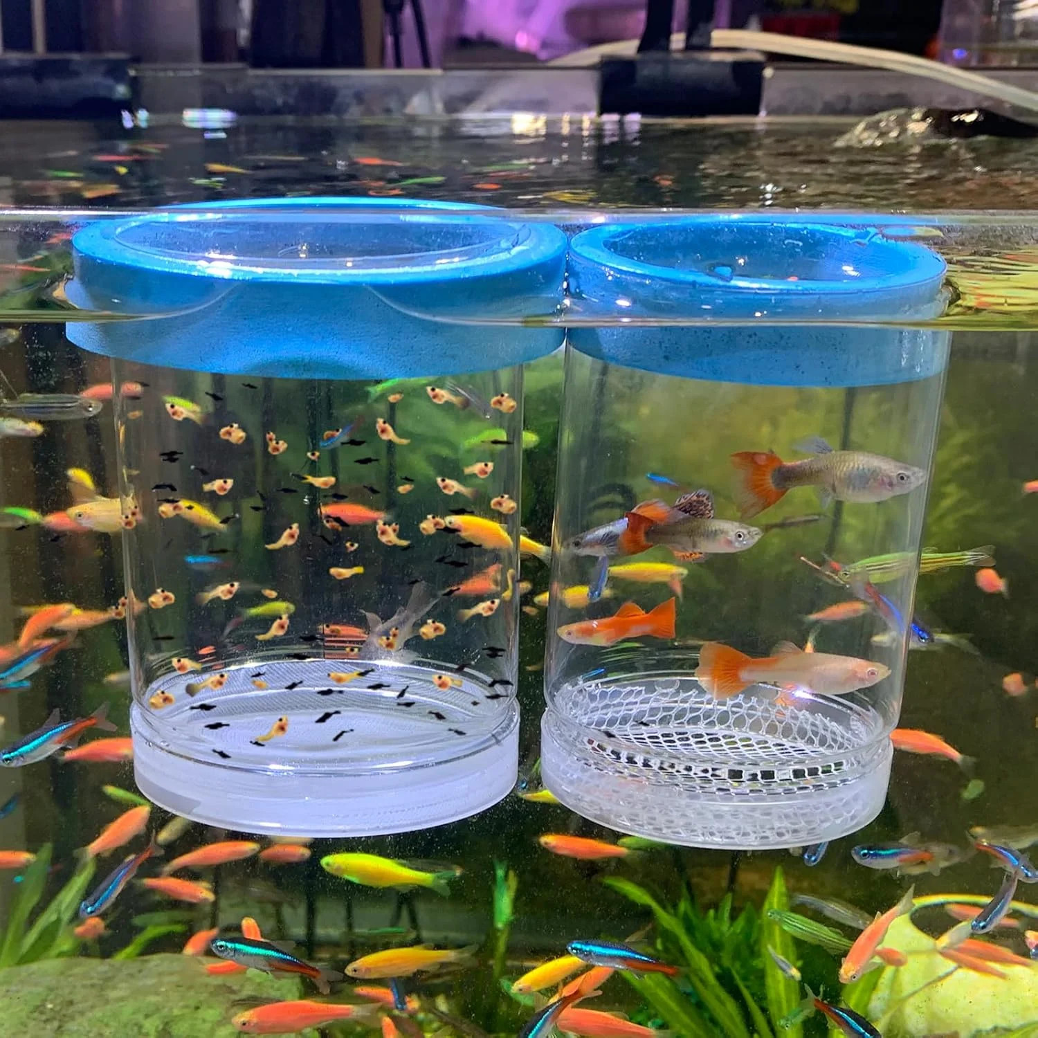 Fish Breeder Box for Fishes Tank Isolation Aquarium Separator Hatchery Incubator