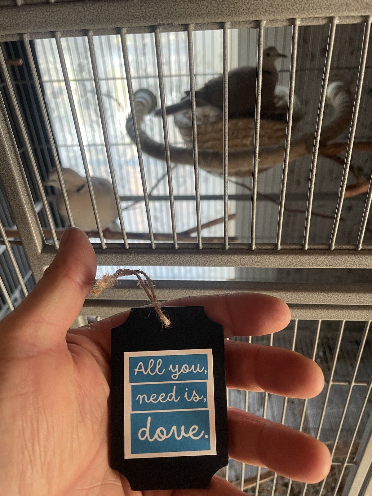 Doves Cage Sign  - All You Need Is Dove - Ornament Pigeon Ring Neck