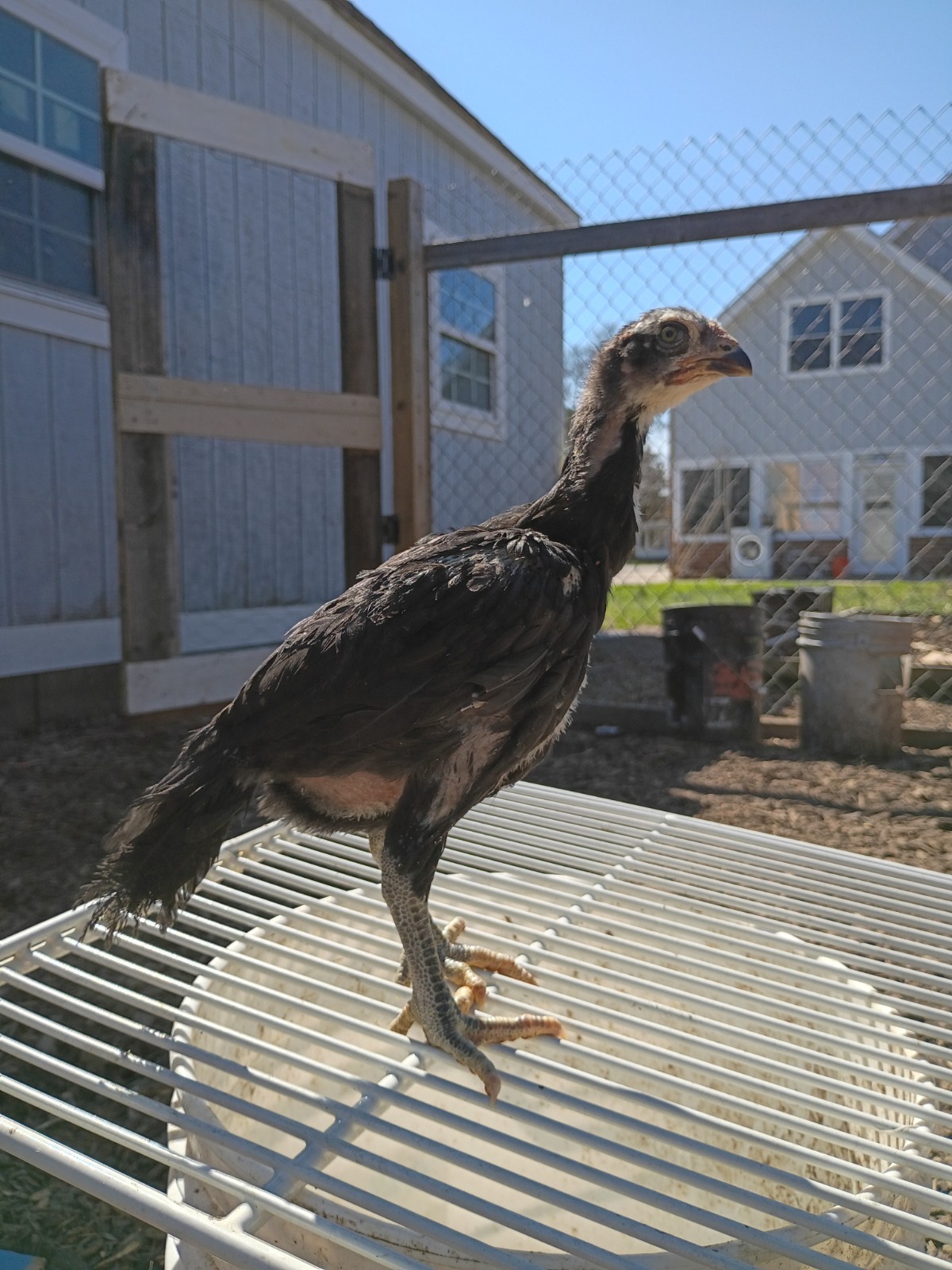 6 Rare Heritage Chicken Hatching Eggs –D0N- Gan0i-Cold Season Sale
