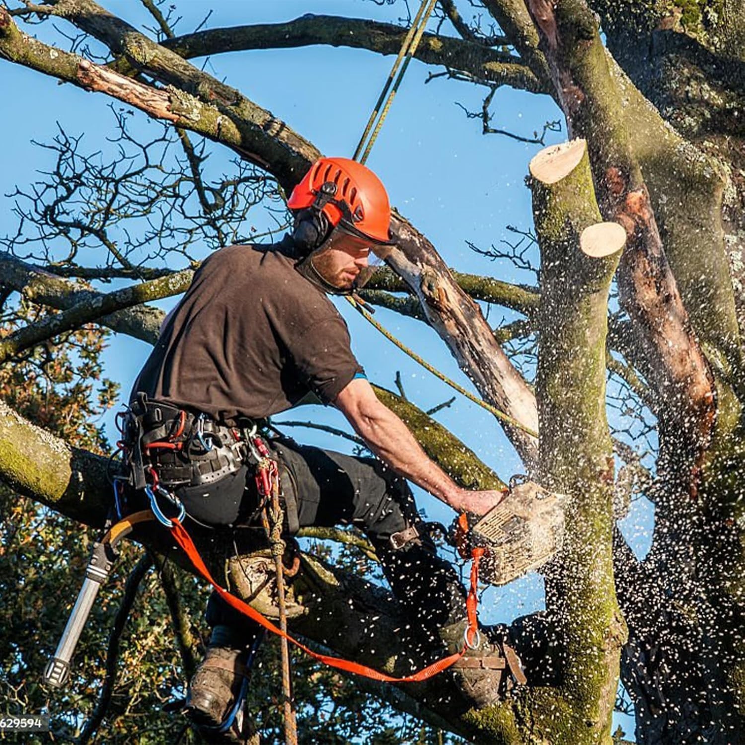 Adjustable Tree Climbing Spikes for Arborists with Replacement Screws Included