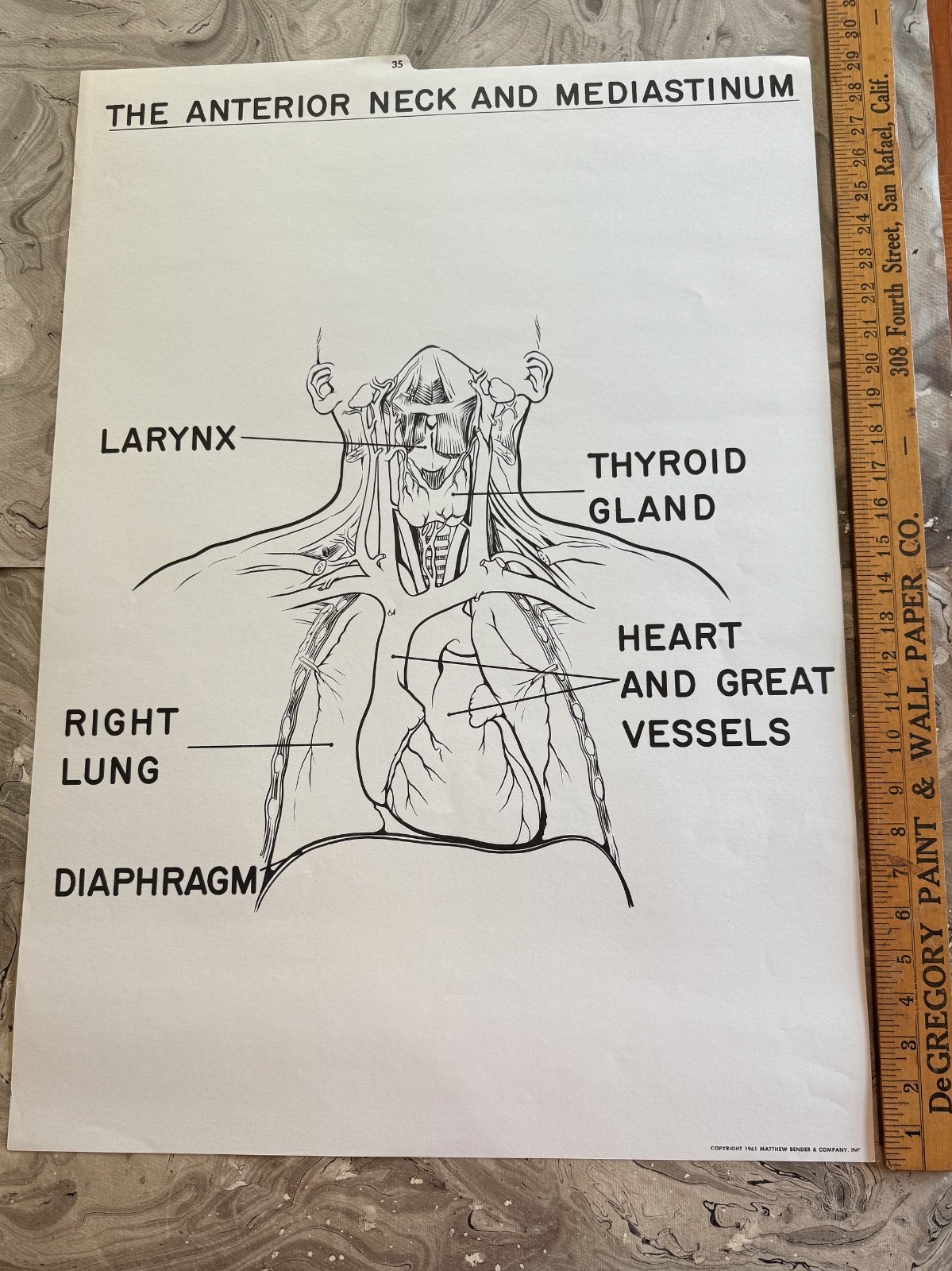 ANTERIOR NECK MEDIASTINUM Medical Chart 1961 LARGE SCHOOL CHART 21" X 29 3/4"