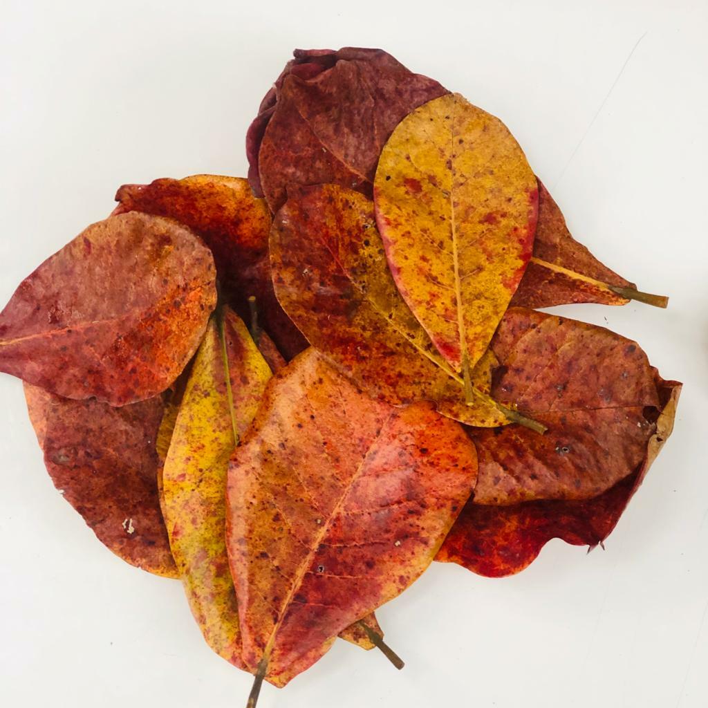 Catappa Indian Almond Leaves Dried Ketapang For Chery Shrimp Betta Fish Aquarium
