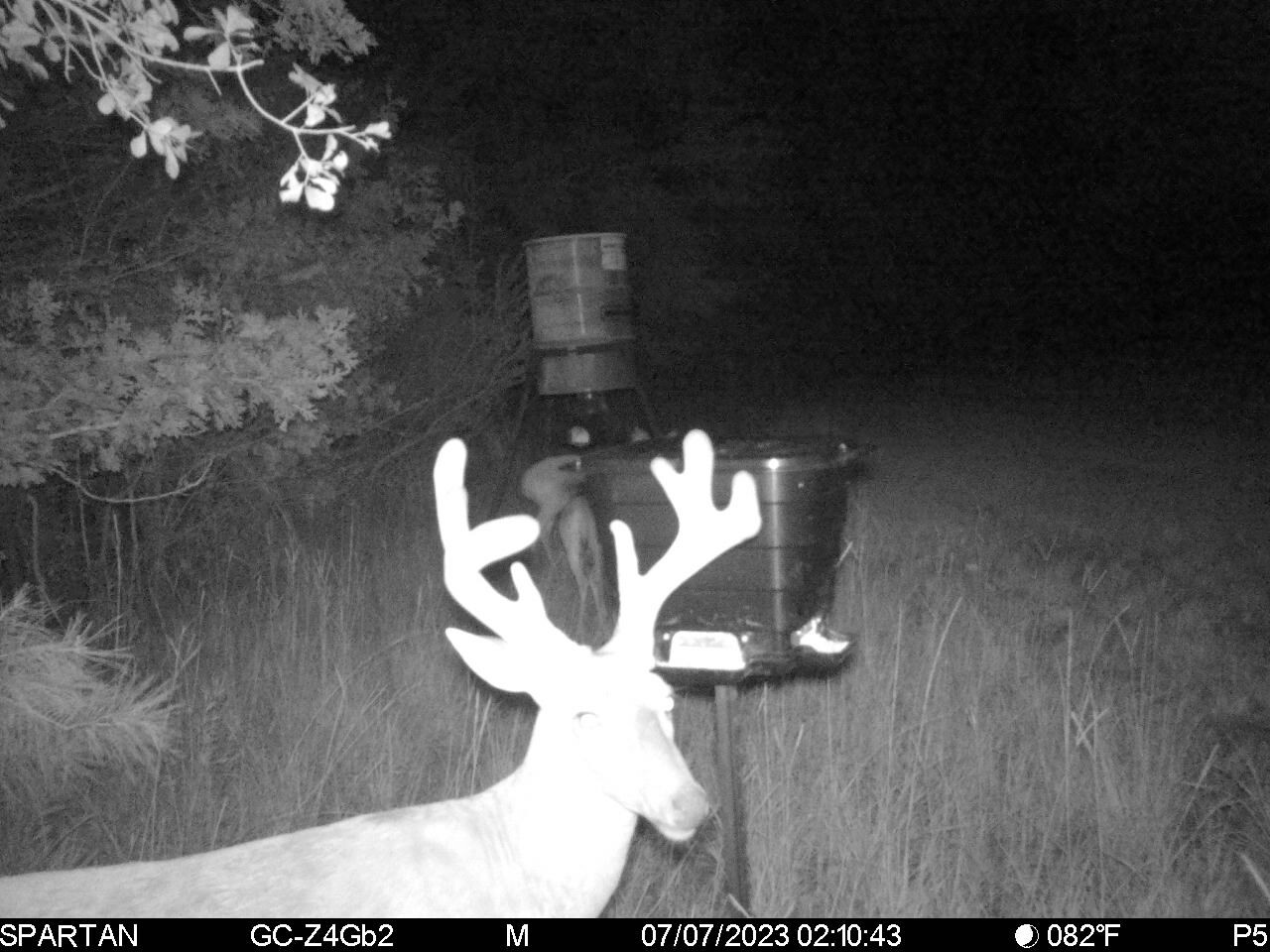 Deer feeder