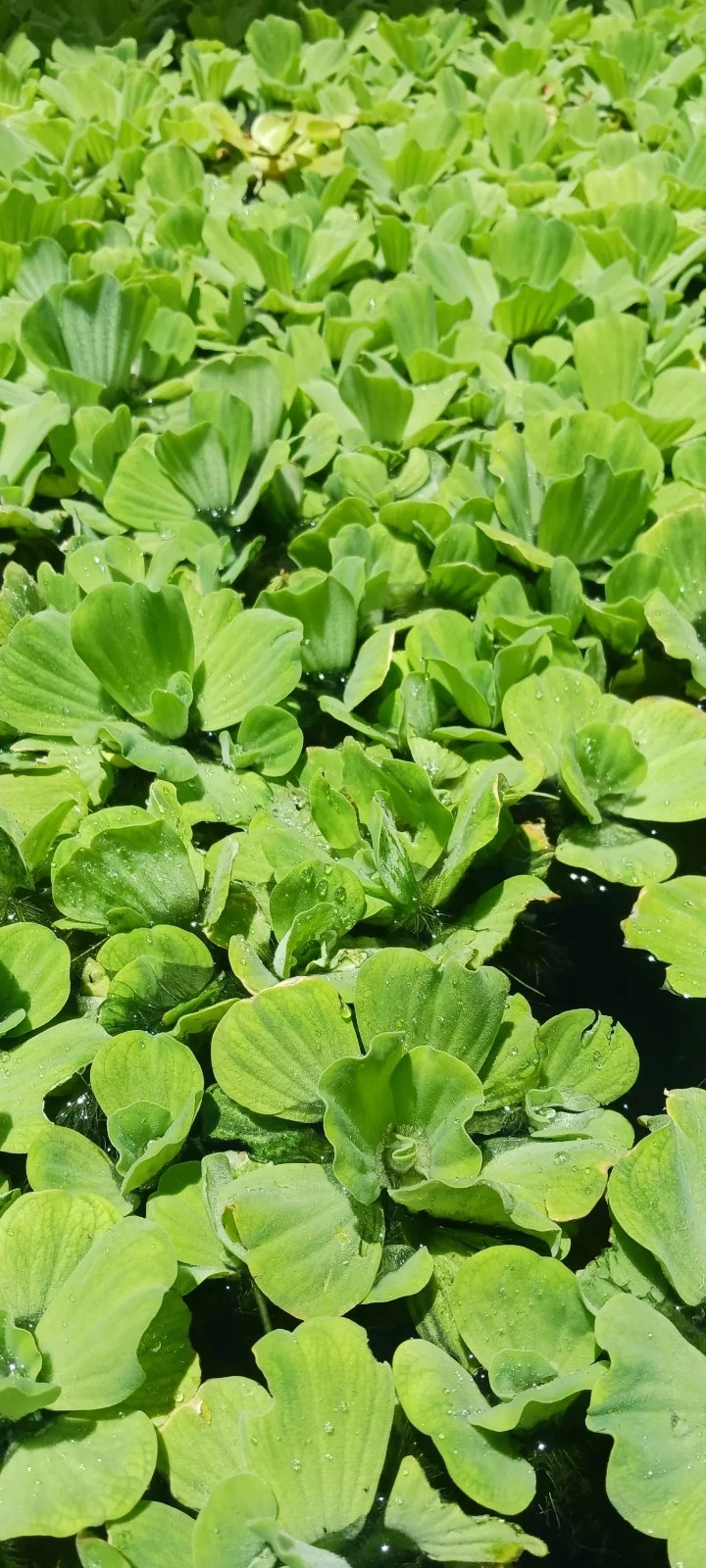 Water Lettuce (Pistia stratiotes) [SIZE: 2-3 inches] - MINIMUM ORDER (8 plants)