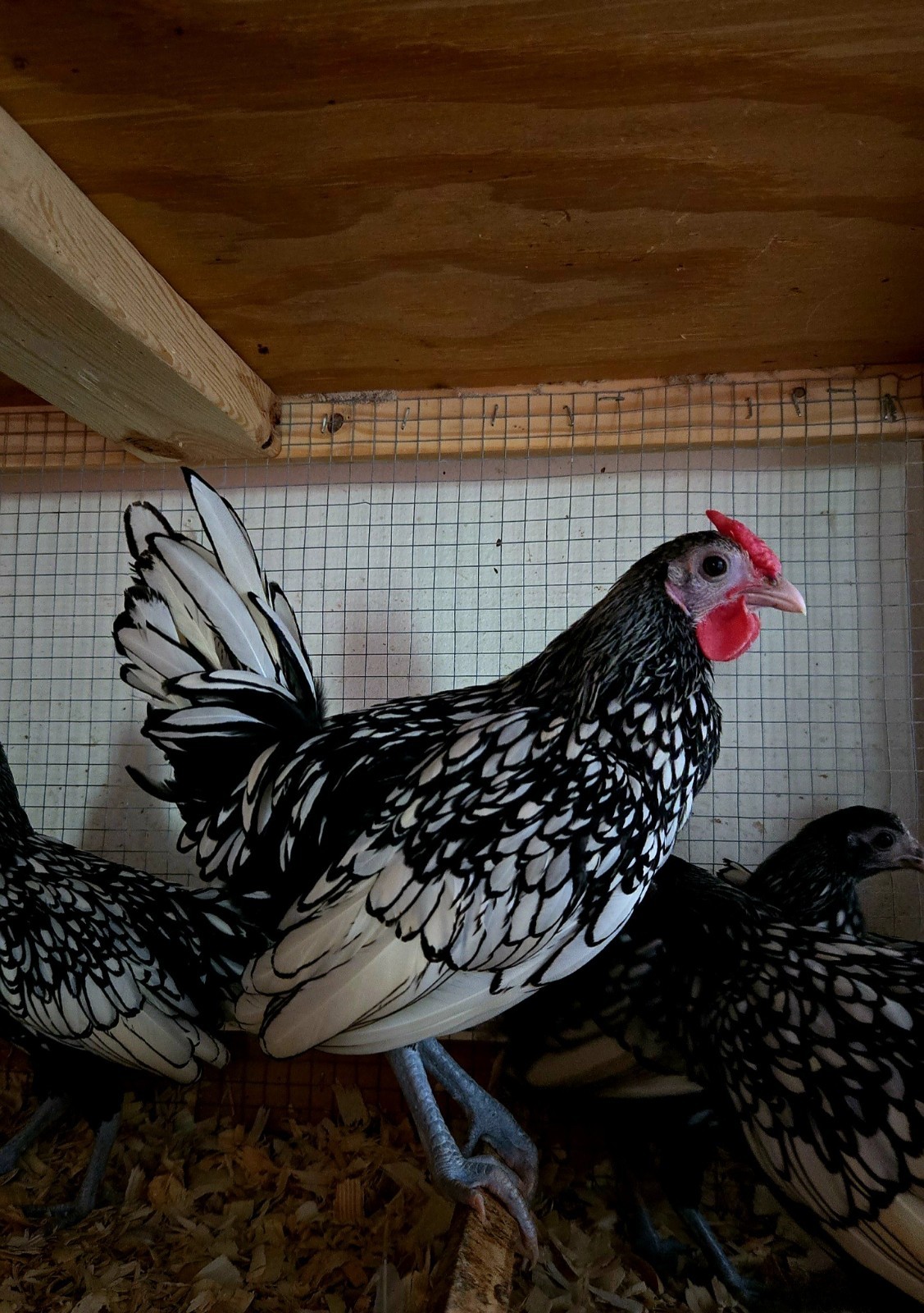 Silver Sebright Hatching Eggs (6) NPIP Certified Farm