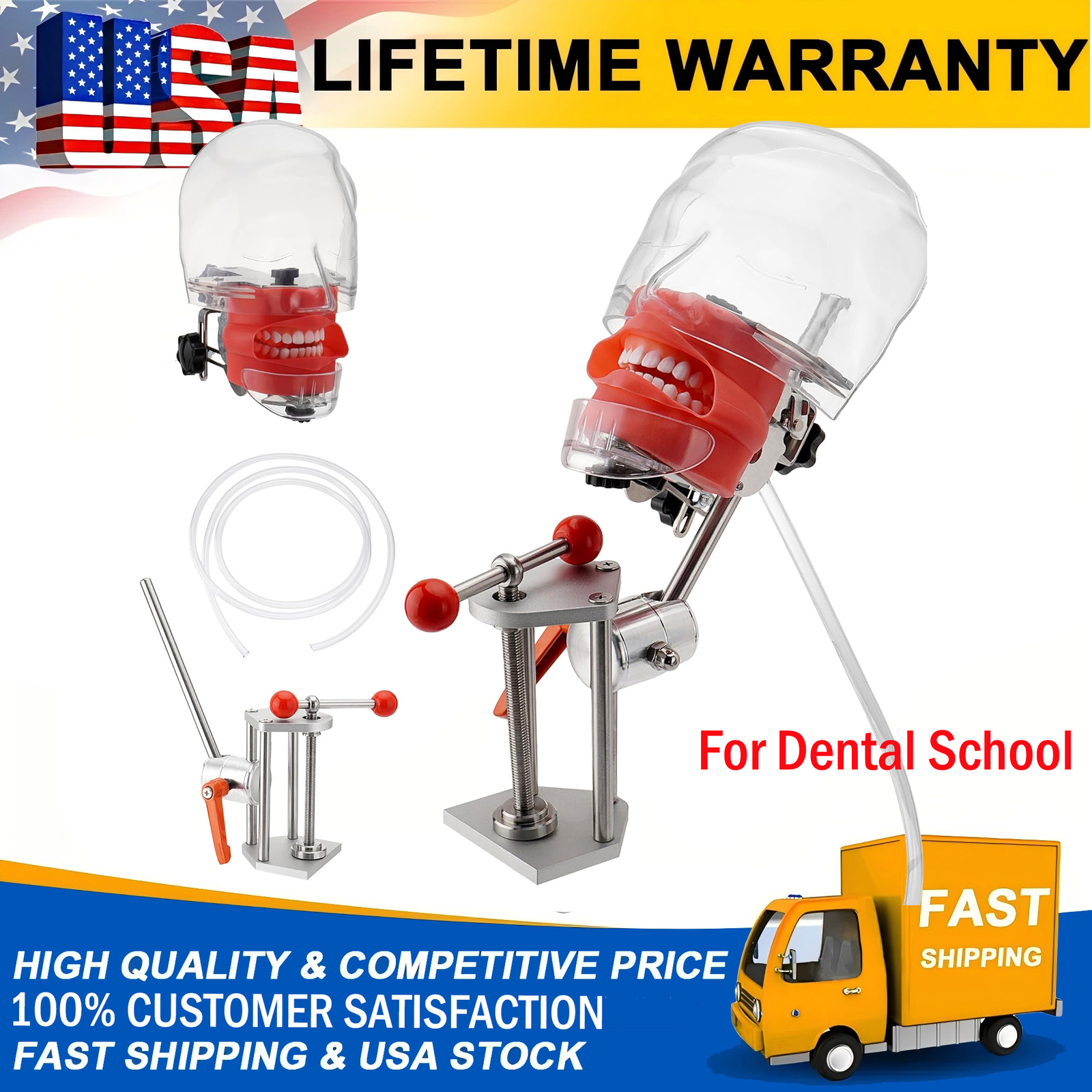 Teeth Model Head Model Training Mount Bench Training Manikin for Dental School