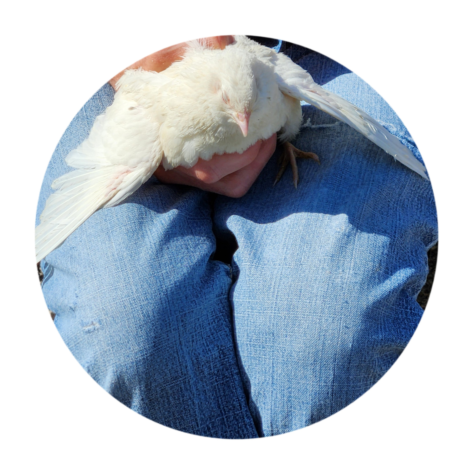 6++ Organically raised Welsh Harlequin Hatching Eggs. NPIP cert. 35-0909